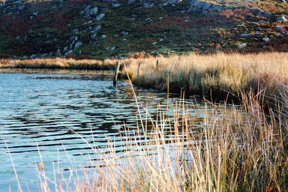 [The Bearded Lake]