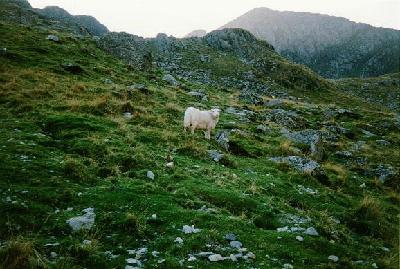 [Cader Idris]